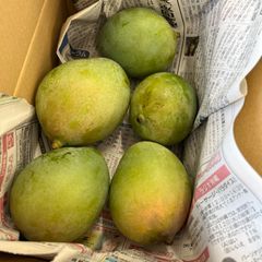 熱帯果実の王様！甘くて美味しい　沖縄産キーツマンゴー　5玉(1.4キロ)
