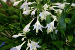 中型種 芳香花 ギボウシ / ホスタ ダイアナ リメンバード 1芽 - メルカリ
