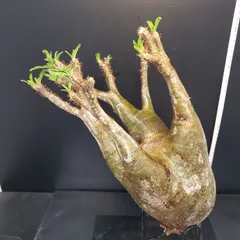 2025年最新】グラキリス ベアルートの人気アイテム - メルカリ