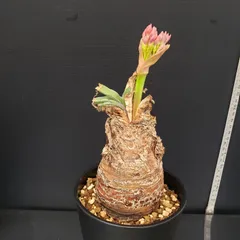 ブーファンディスティチャ現地球(発根済) fit=scale-down,w=1200