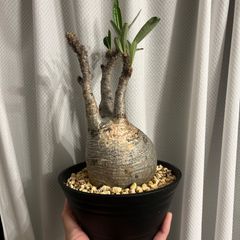 グラキリス7】発根済み お洒落な鉢付き 塊根植物 現地球 - メルカリ