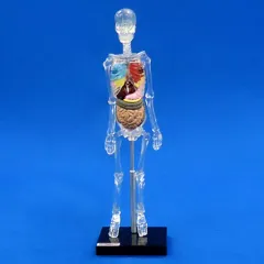 【中古】トレーディングフィギュア 【シークレット】内蔵付骨格モデル 「立体カプセル百科事典 人体解剖図鑑III」
