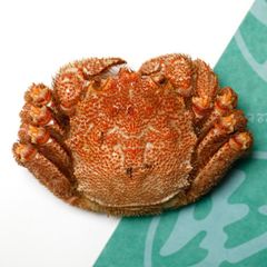 【限定】ボイル毛蟹（中型_約570ｇ）