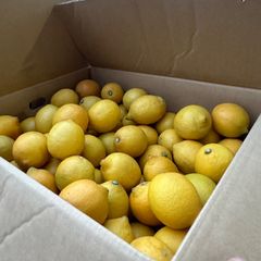 レモン10キロ