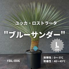 現品/発根済】ユッカ ロストラータ『ブルーサンダー』 