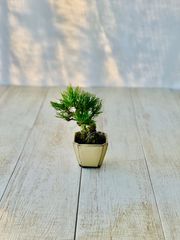黒松　小品盆栽　ミニ盆栽　くろまつ