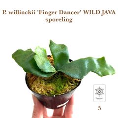 フィンガーダンサー】 胞子培養 ポット苗 ビカクシダ 観葉植物