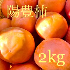 陽豊柿　約２キロ　食べ切りサイズ
