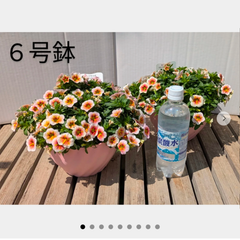 【人気種】カリブラコア　カプチーノ　大鉢　６号鉢
