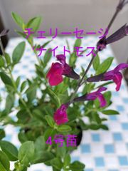 チェリーセージ‘ナイトモス’　12cm苗　4号苗　ハーブ　ガーデニング　金子香草園　落葉低木　開花期長期
