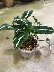 シンゴニウム・ブラックベルベット　４号　ネガミエル　丈夫　育てやすい　観葉植物　ハンギング　ツル性　インテリア　グリーン