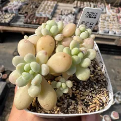 【大好評】ロココ調リメイク鉢、パステルブルー、ピンク 大好評】ロココ調リメイク鉢、パステルブルー、ピンク