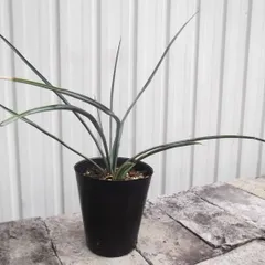 2025年最新】ユッカ フィリフェラの人気アイテム - メルカリ