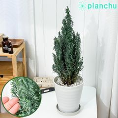 PLANCHU 観葉植物 コニファー シルバースター 7号鉢 受け皿付き 育て方説明書付き Chamaecyparis lawsoniana ‘Ellwoodii’ エルウッディー 庭木 植木 針葉樹 クリスマスツリー