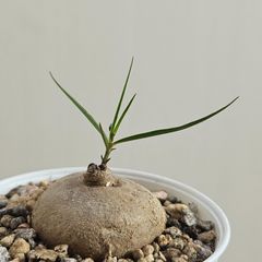 《ブラキステルマ spec.Thailand》Brachystelma Spec. Thailand 塊根植物 コーデックス