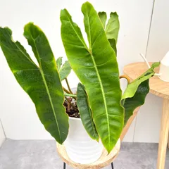 現品　フィロデンドロン　ビレッティア　ビレッタエ　ドライガーデン　インテリア 現品 フィロデンドロン ビレッティア ビレッタエ ドライガーデン