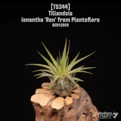 2025年最新】イオナンタ ロンの人気アイテム - メルカリ