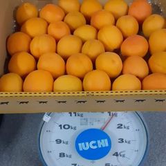 ‼️予約‼️生食ニコニコット(千曲市産)1キロクール🆒便