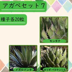 【種子】アガベSET7 3種20粒 全60粒
