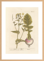 世界の名画 100年前 アートポスター ボタニカル 植物 果物 ハーブ ヴォイニッチ手稿 絵画 おしゃれ レトロ ポップ インテリア フレームなし （A3サイズ）（ポスターのみ）