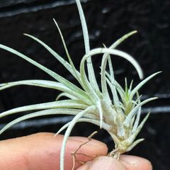 チランジア ウトリクラータ プリングレイ Tillandsia utriculata ssp. pringlei＊エアプランツ＠フラワーショップ江口