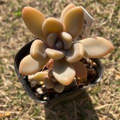 見返り美人　抜き苗　多肉植物　モフ多肉