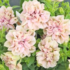 花苗 八重咲き ペチュニア てまり珊瑚 3.5号 多年草 四季咲き ピンク かわいい おしゃれ