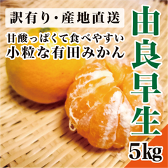 【はやみかん】由良早生　和歌山県有田郡産　有田みかん　ゆら早生　早生　5㎏入り　初採れ　和歌山みかん　紀州みかん　有田みかん　和歌山　みかん　蜜柑　極早生みかん　極早生　産直　産地直送　低農薬栽培　10月10日より順次出荷　フォロー割
