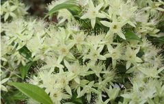 シナモンマートル　挿し枝/葉　ハーブティー 、虫除け、精油作りに