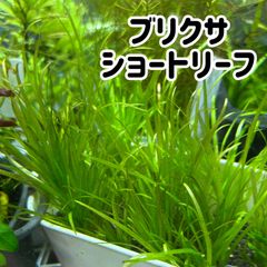 【無農薬】ブリクサショートリーフ3株