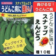 【野菜の種】うどんこ病に強い！「つるなしあまいえんどうNEXT」種１０粒