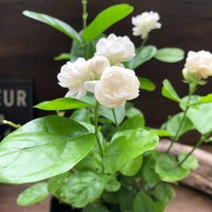 ポットごと　八重咲き　ジェイド　茉莉花　アラビアンジャスミン　ガーデニング　人気