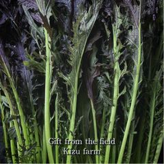 赤からし水菜　☆農薬や化学肥料は使用しておりません　埼玉県産　約１kg