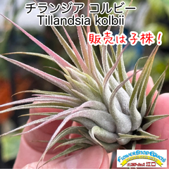 子株＊ チランジア コルビー(スカポーサ) Tillandsia kolbii ＊エアプランツ＠フラワーショップ江口