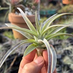 きめ細やかなトリコームが美しくとても綺麗＊ チランジア ハリシー × チランジア キセログラフィカ Tillandsia harrisii × Tillandsia xerographica＊エアプランツ＠フラワーショップ江口