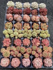 2025年最新】韓国苗多肉植物の人気アイテム - メルカリ
