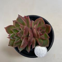 多肉植物　ミモザ　抜き苗　根付き