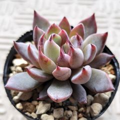 ラブリーローズ錦 赤斑 エケベリア 多肉植物 'Lovely Rose