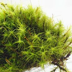 【高原の苔】 女性にも大人気 タマゴケ テラリウム　苔テラリウム　苔