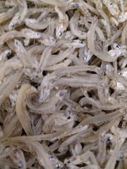 今年採れた新物ちりめんじゃこ数量限定！気持ち大きい感じですが食べやすい柔らかさと乾燥具合です！かちりじゃこ300g