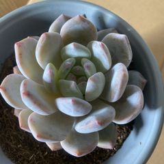 サ*メ様 黑檀 エボニー W516×24株 抜き苗 多肉植物 エケベリア サボテ サ*メ様 黑檀 エボニー W516×24株 抜き苗 多肉植物 エケベリア