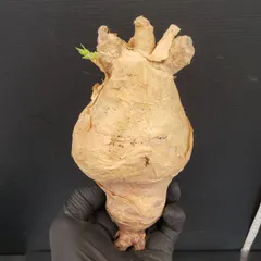 超特大 現地球 発根済み キフォステンマ マクロプス 山中勇人 y鉢付き 超特大 現地球 発根済み キフォステンマ マクロプス 山中勇人 y