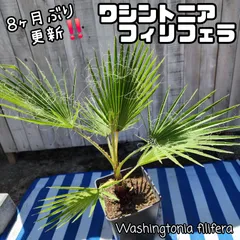 2025年最新】ワシントニアの人気アイテム - メルカリ