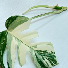 【発根済み・頂芽あり・成長点2ヶ所あり】モンステラ  ホワイトタイガー  #902  /  斑入り  観葉植物