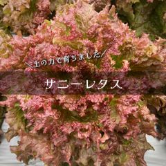 富山県産 サニーレタス 8個