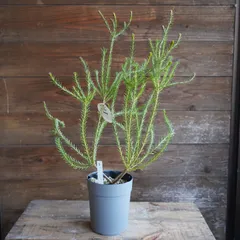 2025年最新】ヒースバンクシアの人気アイテム - メルカリ