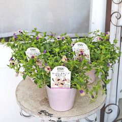 花苗 PW スーパートレニア カタリーナ ラムレーズン 3.5号 丈夫 よく育つ 夏の花