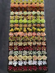 ✨ローズアイスプラム✨ ランダム配送 カット苗 寄せ植え 多肉植物 1苗❣️ローズアイスプラム❣️ランダム配送 カット苗 寄せ植え