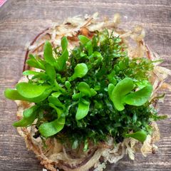 激レア】P. ridleyi pakarang リドレイパカラン 前葉体 胞子体 XL