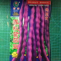 インゲン豆 四季豆 春秋紫架豆 種 25粒